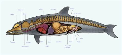 the Anatomy of Dolphins