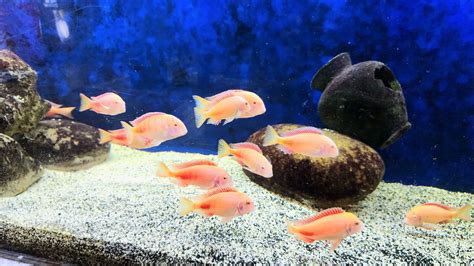 13 Tropheus Chipimbi Red Albino Extremely Rarecichlids Ebay