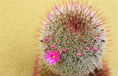 ¿Crecerá un cactus mejor en el interior o en el exterior? – cactusmania