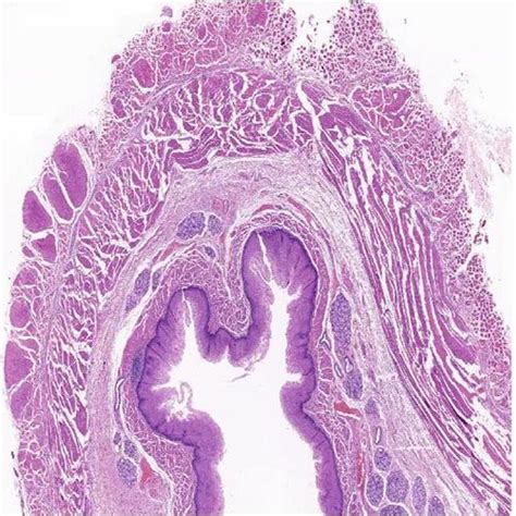 Histology Slide - Esophagus, Thickness: 1.2mm at ₹ 500/piece in Noida ...