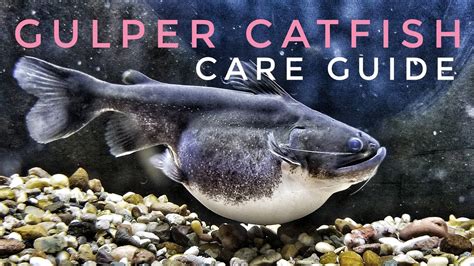 Grouper Catfish The Ultimate Guide To Care And Feeding