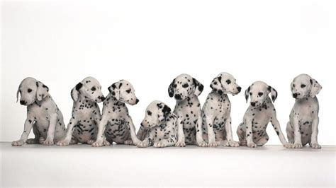 Dalmatian Wallpapers - Top Free Dalmatian Backgrounds - WallpaperAccess