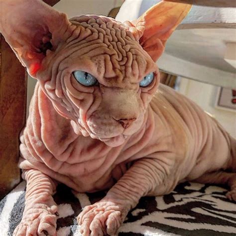 Xherdan The Naked Cat Is Taking Over Instagram