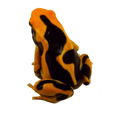 Dendrobates Tinctorius Regina Captive Bred Dyeing Poison Arrow Frog