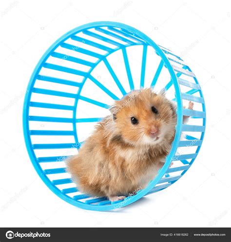 Funny Hamster Wheel White Background — Stock Photo © serezniy #416618262