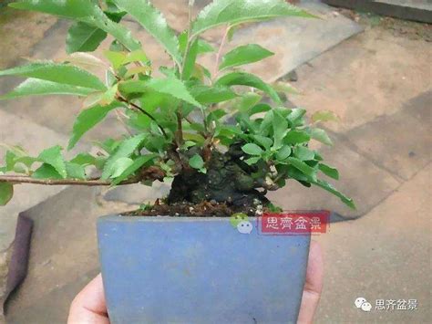 图解 日本镰柄盆景怎么蟠扎的方法 Penjing8