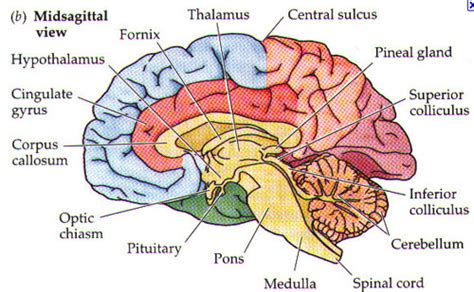 Midsagittal Section Of The Brain Color Coded