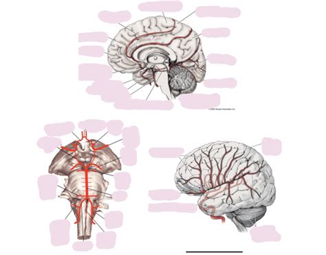 Blood Flow to Brain Quiz