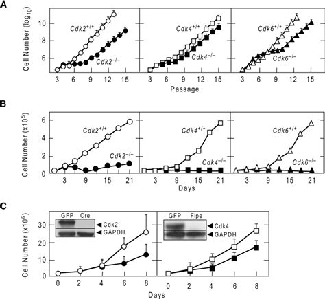 Figure From A Synthetic Lethal Interaction Between K Ras Oncogenes