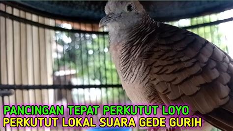 PERKUTUT Lokal Gacor Suara BESAR GURUH 100 Terbukti AMPUH Jadikan