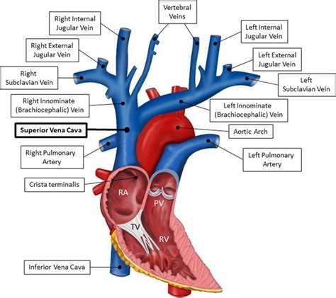 Pin by nonas arc on Vena Cava; both superior and inferior | Medical ...