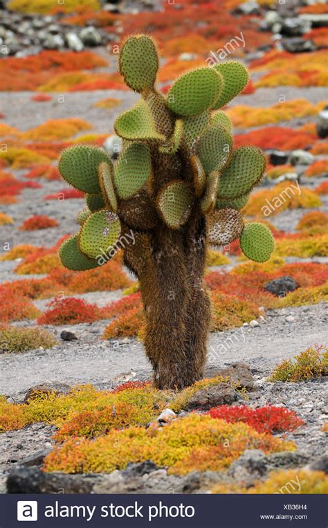 Galapagos Islands Flora High Resolution Stock Photography And Images