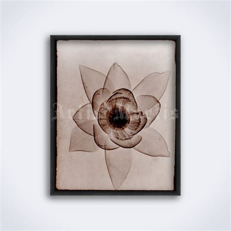 Printable Lotus flower X-Ray photo by Rain L. Tasker, vintage print