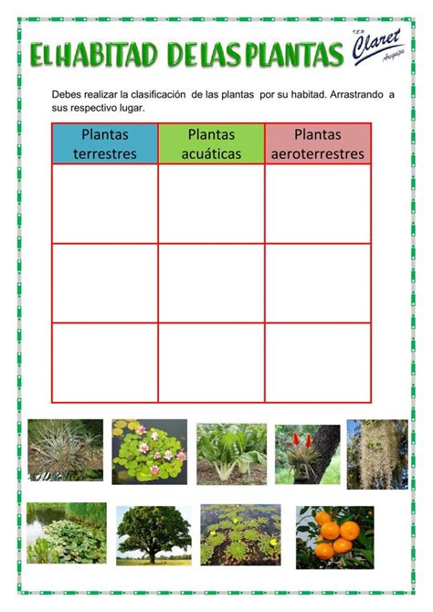 Habitad de las plantas worksheet Clasificación de las plantas Ciclo