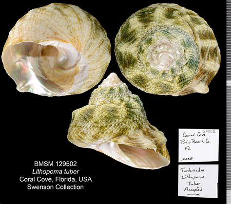 Shell Of The Week The Green Star Snail