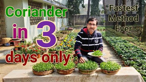 Fastest Growing Method Of Coriander No One Told You Before Youtube