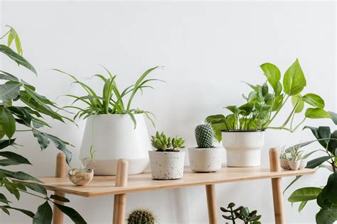 16 plantas de interior fáciles de cuidar Blog de timbrit