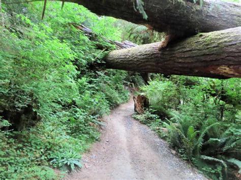 Hall of Mosses Trail - Olympic National Park | Park Ranger John