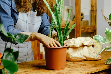 Mamans occupées adoptez ces 9 plantes résistantes à la sécheresse