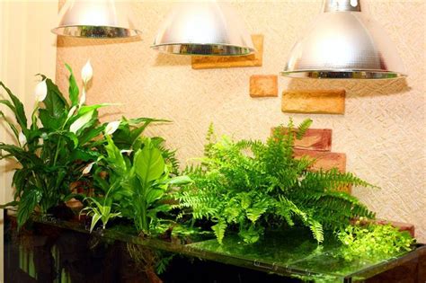 Статьи - Подбор растений для фитофильтра | Растения, Декор аквариума ...