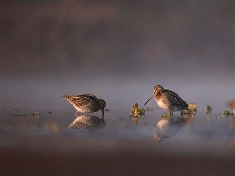 Premium Photo Two Birds Are Standing In A Puddle Of Water And One Has