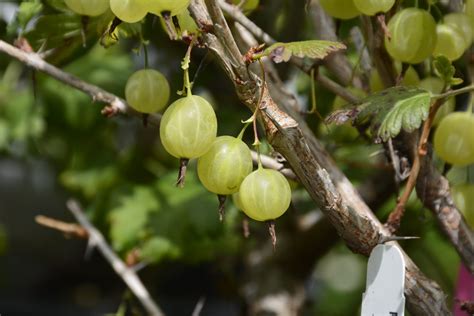 Pixwell Gooseberry • Kiwi Nurseries Ltd