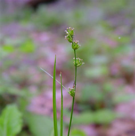 Carex Rosea Rosy Sedge Go Botany