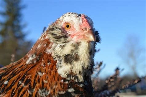 Orloff Chicken: Facts, Lifespan, Behavior & Care Guide (with Pictures) | Animal World