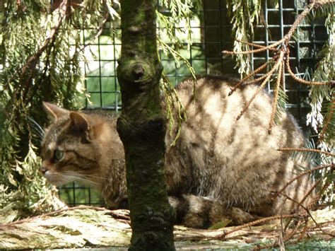 The Scottish wildcat population has been boosted by birth of 57 kittens.