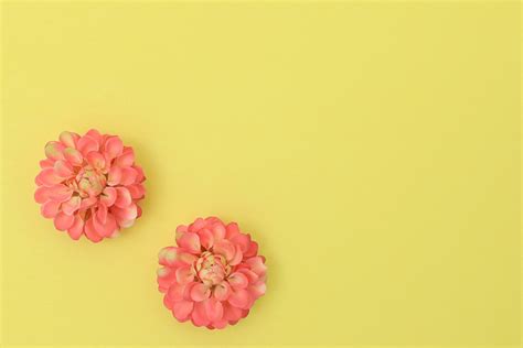 Beauty Background Image Beautiful Flower | PSD Free Download - Pikbest