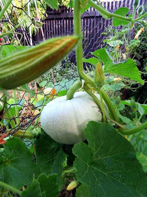 Vertical Gardens Growing Pumpkins Sky High Rediscover