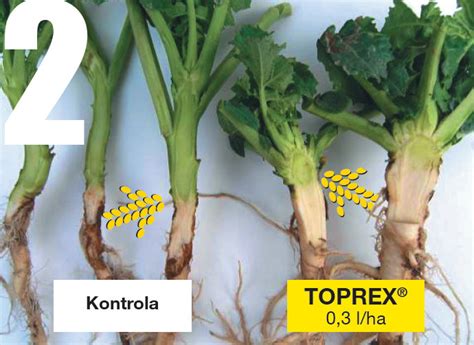 Toprex 375 SC 1L Cena Agroapteka Pl