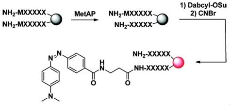 Dabcyl Succinimidyl Ester Dimethylamino Phenyl Azo Benzoic Acid