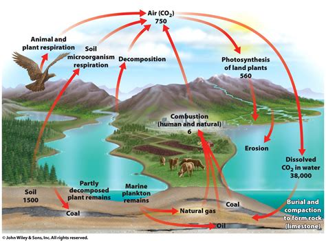 Biogeochemical Cycles Water