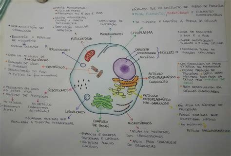 Mapa Conceptual Sobre La Celula Citoplasma Biologia Celular Images