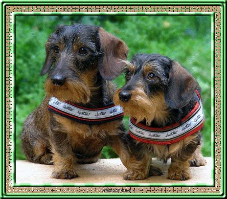 Dachshund GIFs - Find & Share on GIPHY