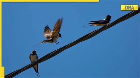 Dna Explainer Why Birds Don T Get Electrocuted On Power Lines