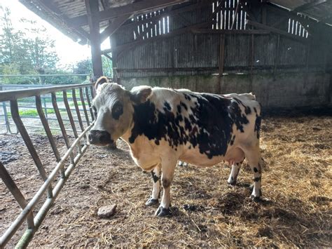 Sortie La Ferme De Pont Melvez Ecole Jeanne D Arc Lannion