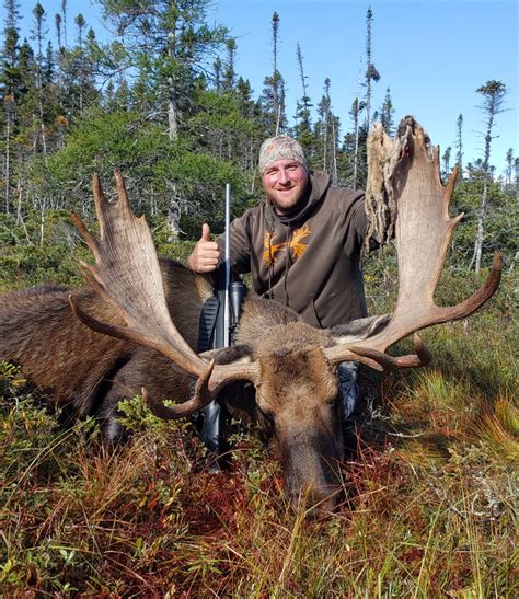 Moose Gallery Caribou Cove Outfitters Big Game Hunting In