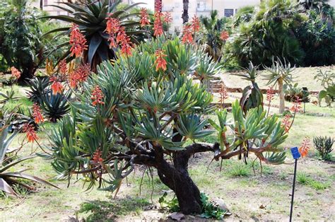 Tipos De Aloe Para Decorar Tu Patio O Terraza