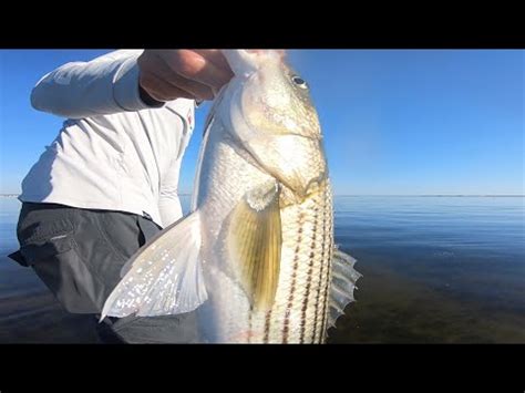 SUP FISHING Barnegat Bay Striped Bass YouTube