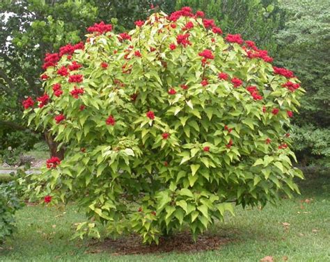 Two Men And A Little Farm The Lipstick Tree Achiote Bush