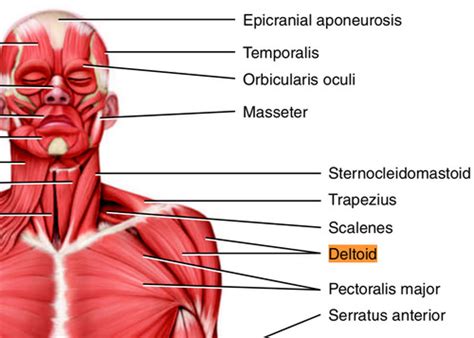 BIOL 1410 TOPIC XI MUSCULAR SYSTEM LAB 4 PART I MUSCLES MOVING