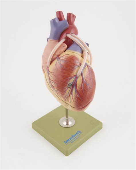 Model Of The Heart Science Museum Group Collection