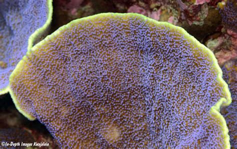 Montipora Sp Kwajalein Marshall Islands