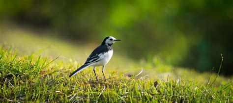 White Wagtail 白 鶺 鴒 1022 The White Wagtail Motacilla Flickr