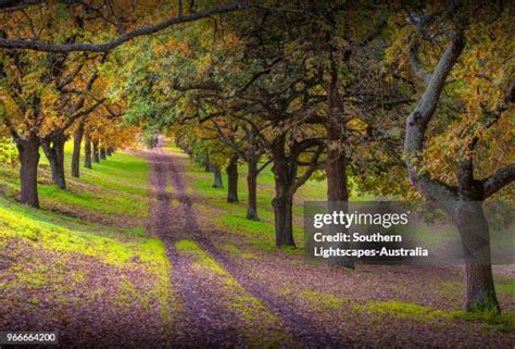 11,502 Terang Stock Photos, High-Res Pictures, and Images - Getty Images