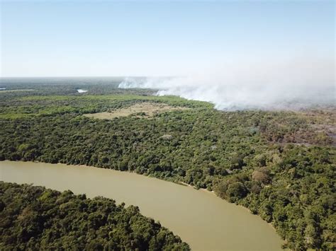 Fire and forest loss ignite concern for Brazilian Amazon’s jaguars