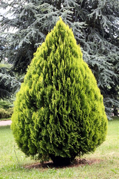 These Are The Best Small Garden Trees Plantación De árboles Arboles