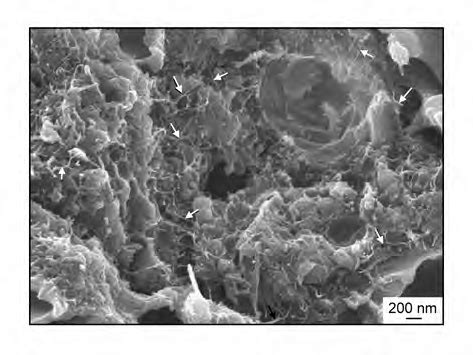 Cross Sectional Sem Images Of Mass Fraction Swcnt Psf Mixed